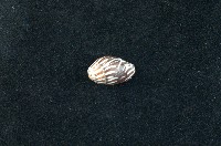 藏品(大燄筆螺)的圖片